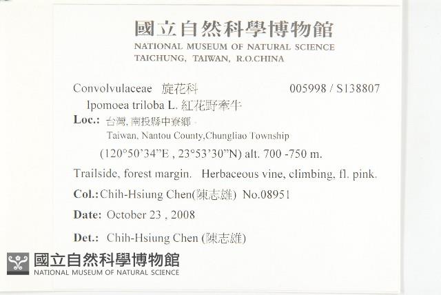 紅花野牽牛藏品圖，第2張