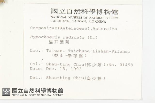 貓兒菊藏品圖，第2張