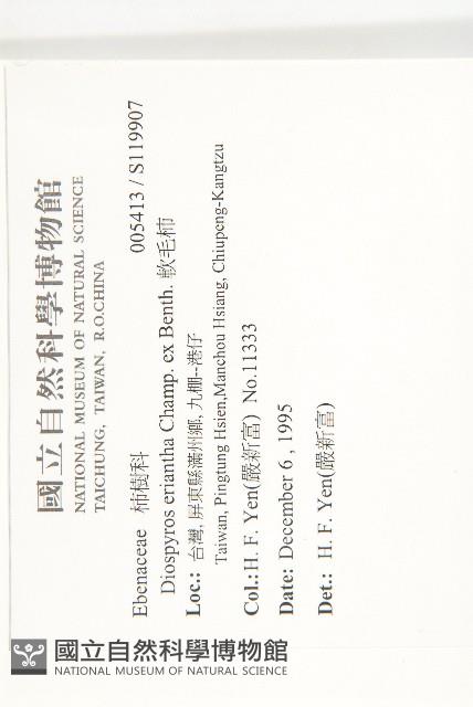 軟毛柿藏品圖，第2張