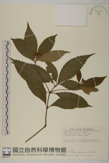 草珊瑚、紅果金粟蘭藏品圖，第1張