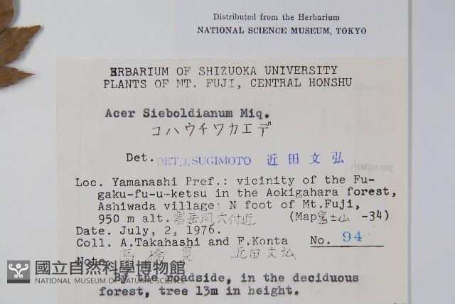 塞波德槭藏品圖，第2張