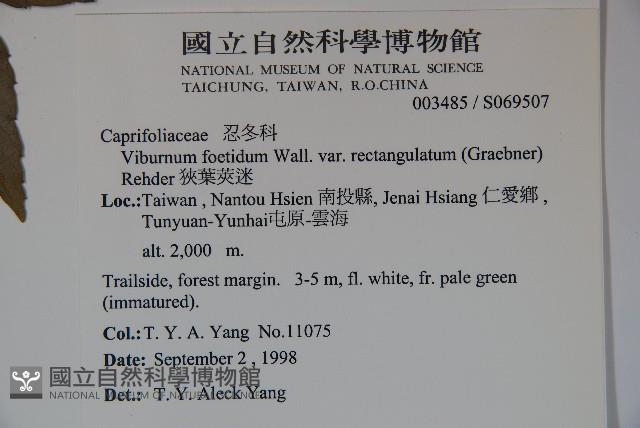 狹葉莢迷藏品圖，第2張