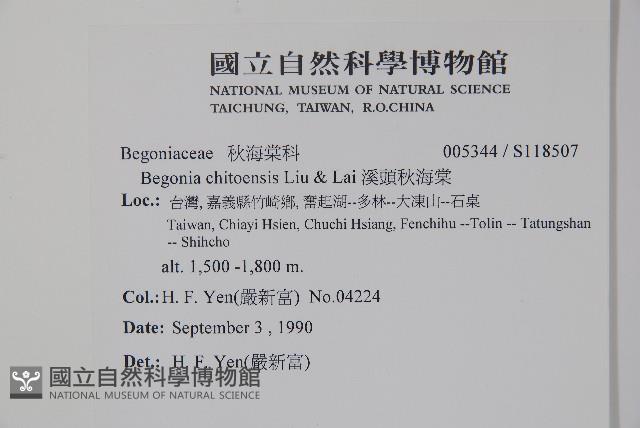 溪頭秋海棠藏品圖，第2張