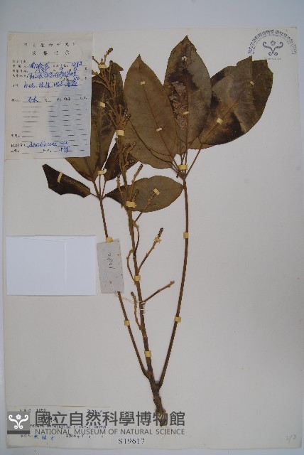 鵝掌柴、江某、鴨腳樹藏品圖，第1張