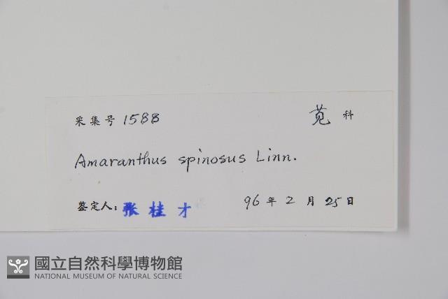 Thorny amaranth Collection Image, Figure 2, Total 2 Figures