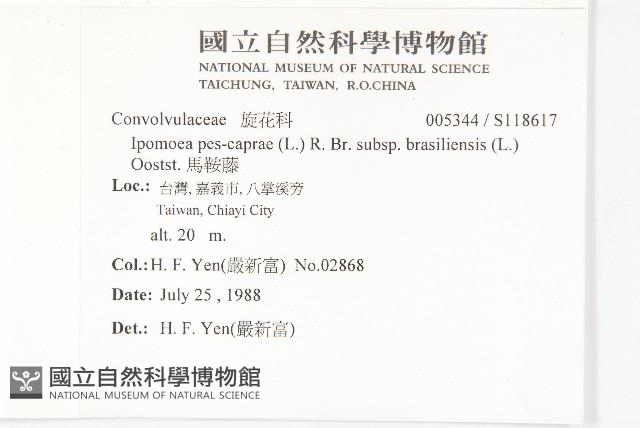 馬鞍藤藏品圖，第2張