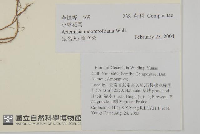 小球花蒿藏品圖，第2張