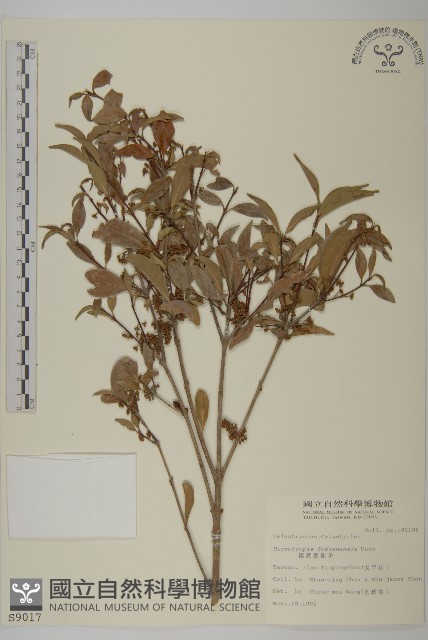 福建賽衛矛、福建假衛矛藏品圖，第1張