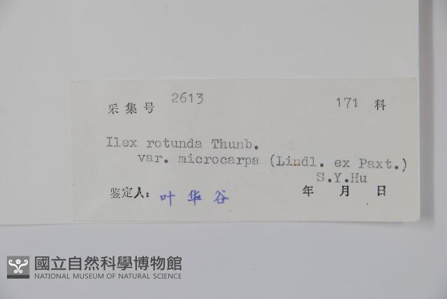 細果鐵冬青藏品圖，第2張