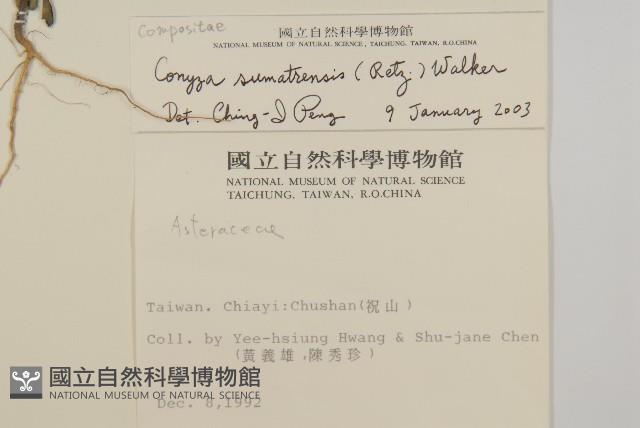 野茼蒿藏品圖，第2張