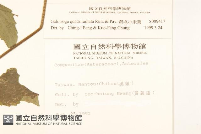 粗毛小米菊藏品圖，第2張