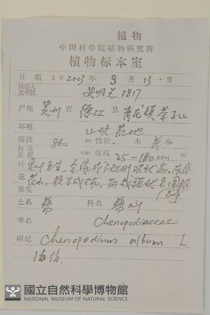 藜、灰藜藏品圖，第2張