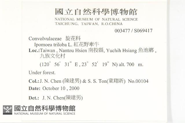 紅花野牽牛藏品圖，第2張