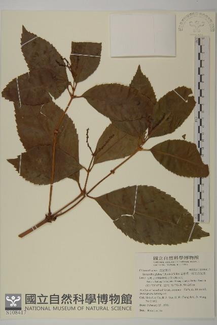 草珊瑚、紅果金粟蘭藏品圖，第1張