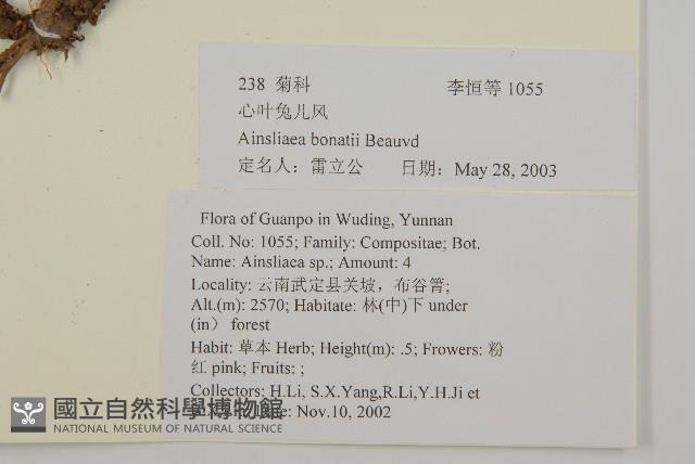 心葉兔兒風藏品圖，第2張