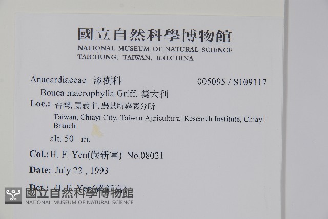 美女芒、羹大利藏品圖，第2張