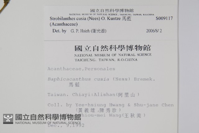 曲莖馬藍藏品圖，第2張