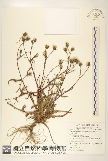 普萊氏月桃、短穗山姜藏品圖，第1張