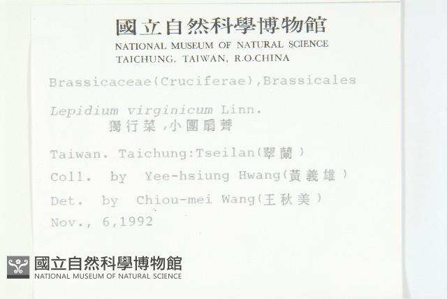 獨行菜藏品圖，第2張