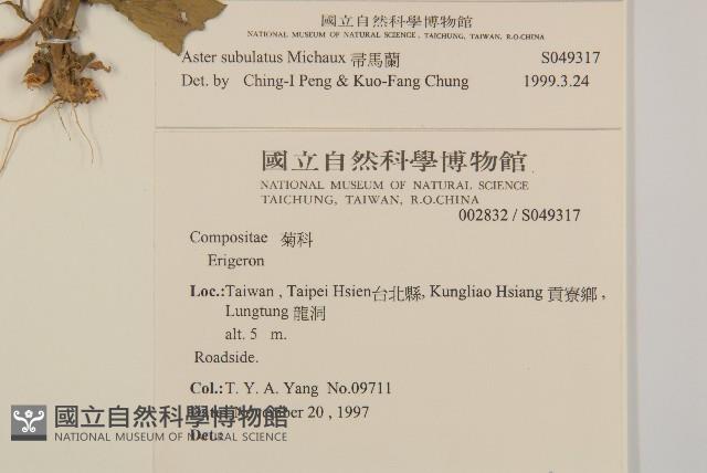 掃帚菊藏品圖，第2張