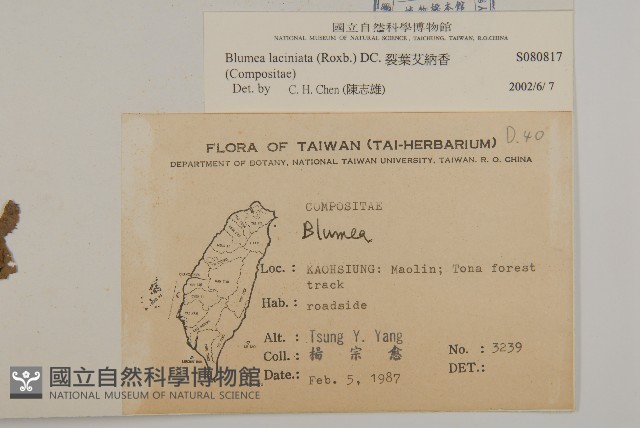 裂葉艾納香藏品圖，第2張