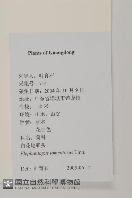 白花地膽草藏品圖，第2張