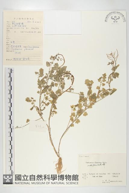 Small-leaved bittercress Collection Image, Figure 1, Total 3 Figures