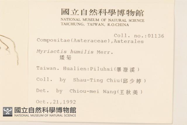 矮菊藏品圖，第2張