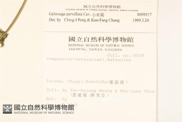 小米菊藏品圖，第2張