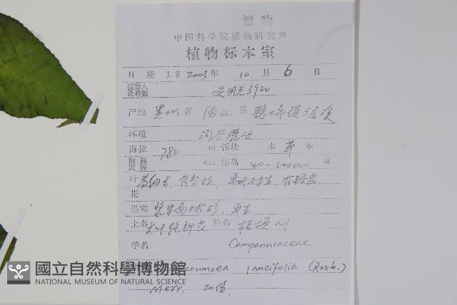 臺灣土黨參藏品圖，第2張
