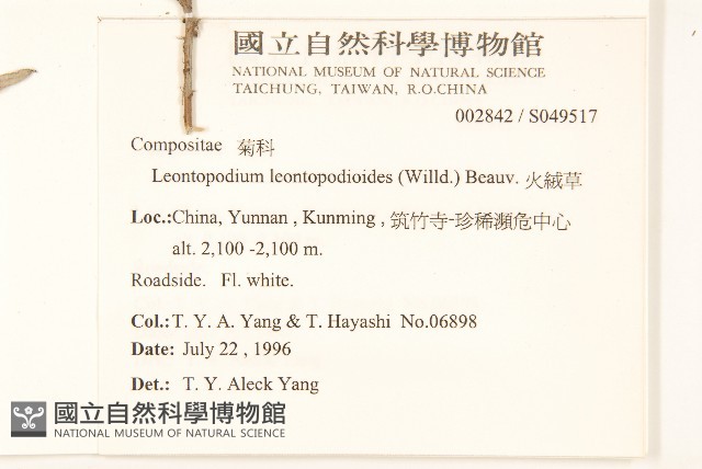 火絨草藏品圖，第2張