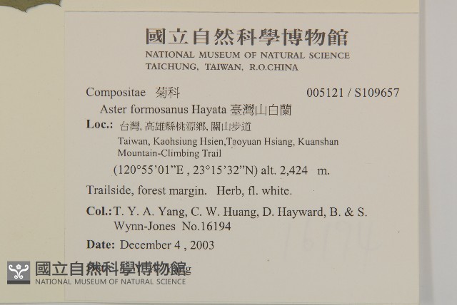 臺灣山白蘭藏品圖，第2張