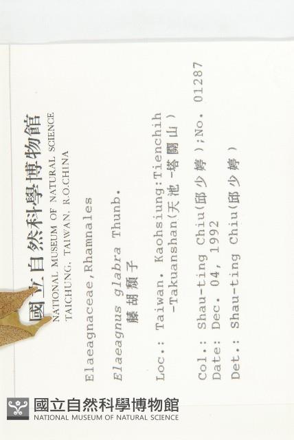 藤胡頹子藏品圖，第2張