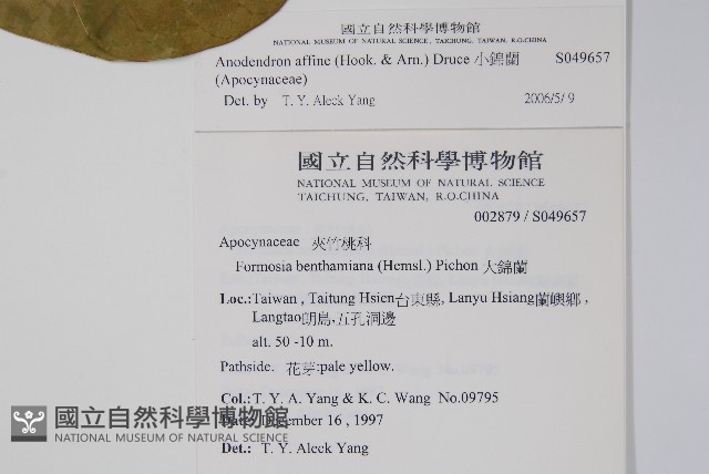 小錦蘭藏品圖，第2張