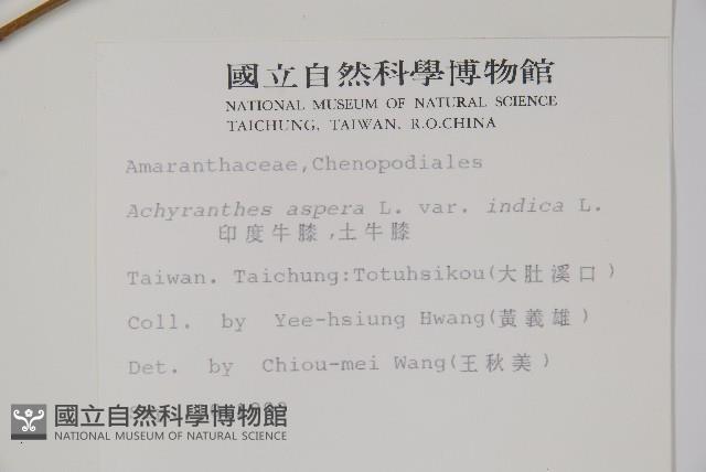 印度牛膝、土牛藤藏品圖，第2張