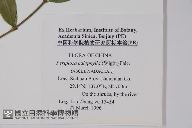 青蛇藤藏品圖，第2張