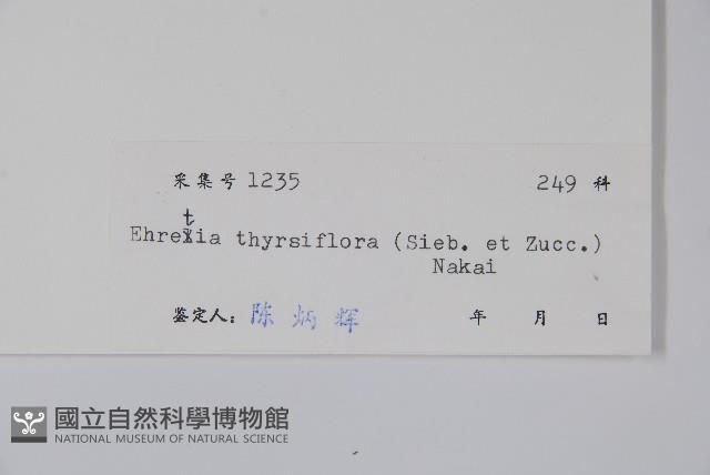 厚殼樹藏品圖，第2張