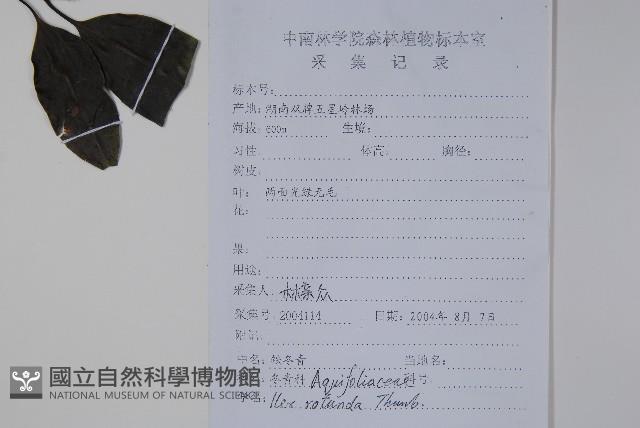 鐵冬青藏品圖，第2張