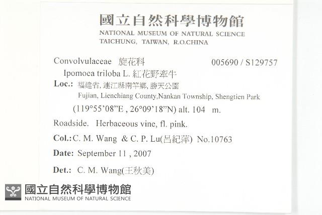 紅花野牽牛藏品圖，第2張