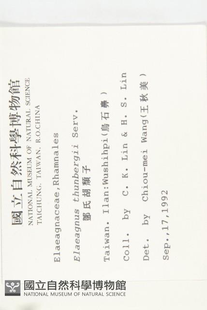 鄧氏胡頹子藏品圖，第2張