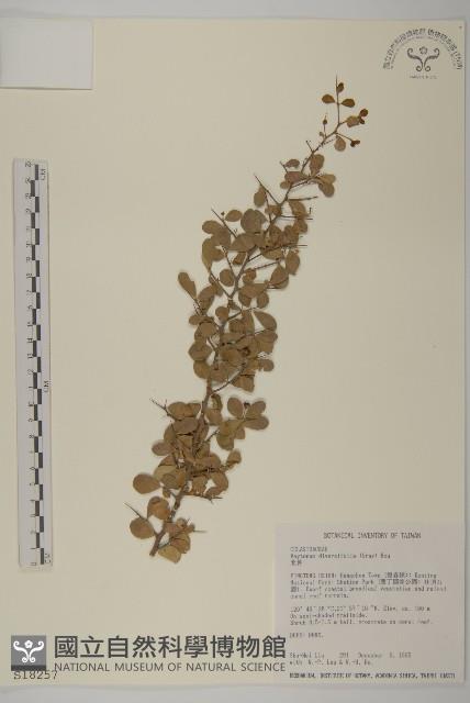 北仲, 刺裸實藏品圖，第1張