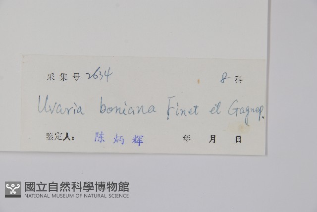 光葉紫玉盤藏品圖，第2張
