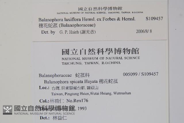 穗花蛇菰藏品圖，第2張