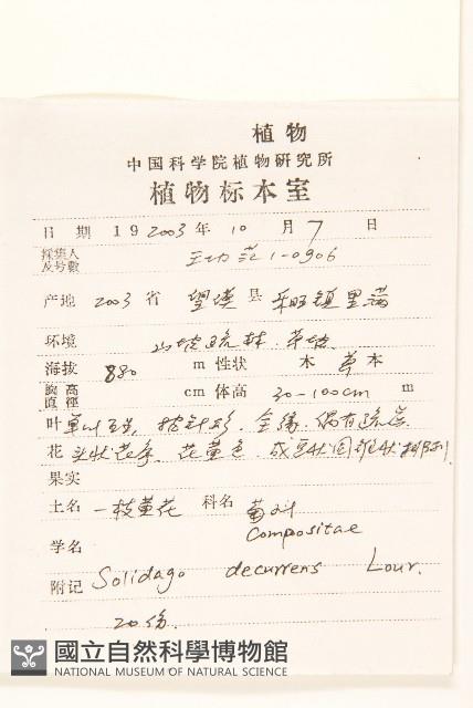 一枝黃花藏品圖，第2張