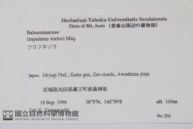 野鳳仙花藏品圖，第2張