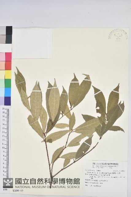 臺灣土沉香藏品圖，第1張