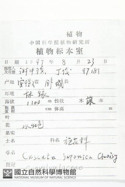 日本菟絲子藏品圖，第2張