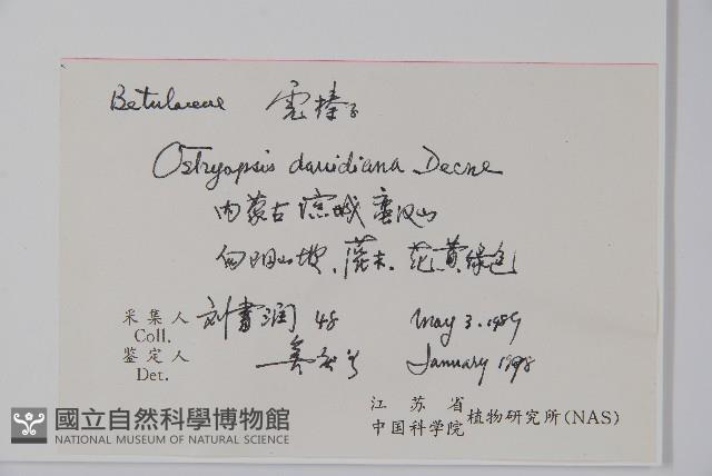 虎榛子藏品圖，第2張