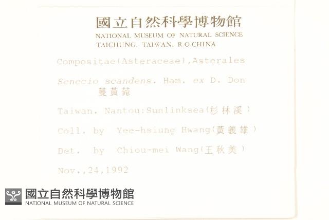 蔓黃菀藏品圖，第2張