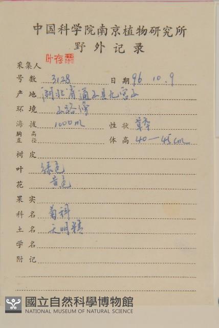 煙管草藏品圖，第2張